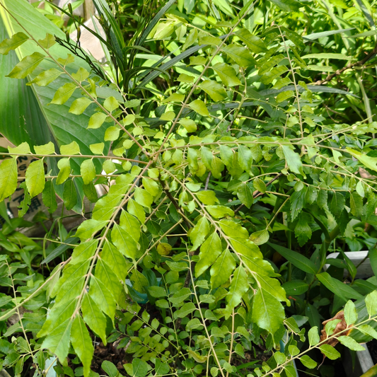 a close up of a leafy curry plant in an outdoor garden setting
