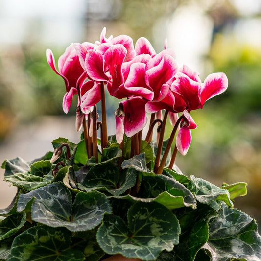 Pink cyclamen flowers with green leaves against a blurred background