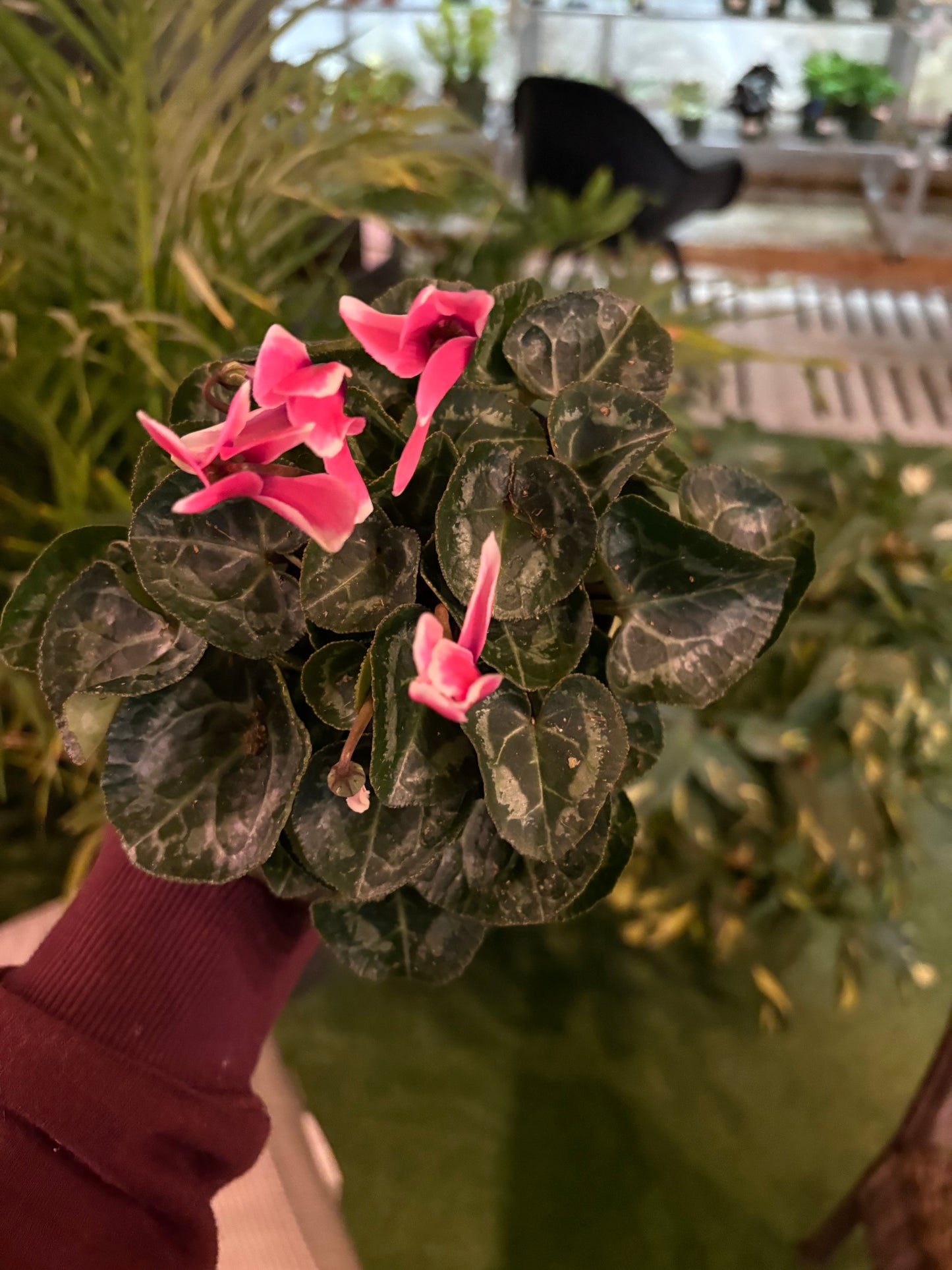 Cyclamen Pink flowers with green leaves held by a person in a blurred indoor setting