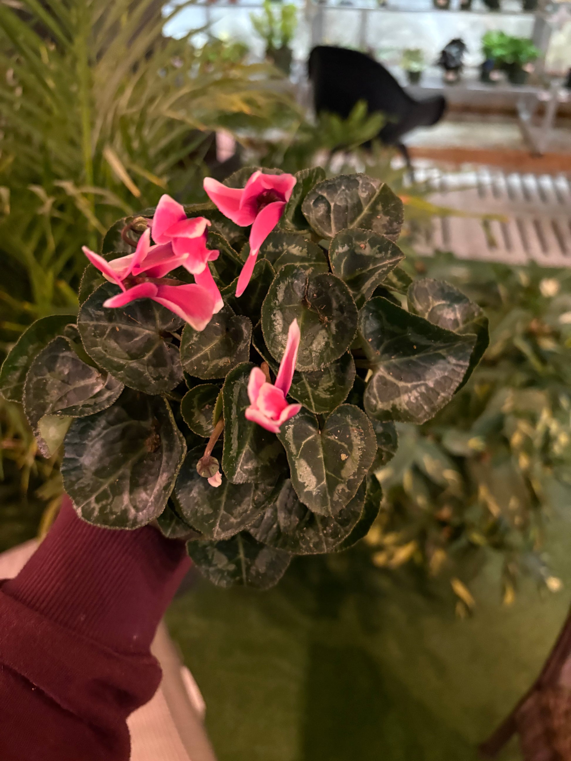 Cyclamen Pink flowers with green leaves held by a person in a blurred indoor setting