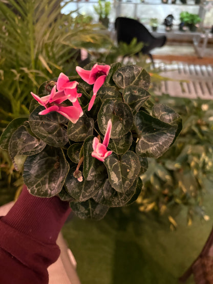 Cyclamen Pink flowers with green leaves held by a person in a blurred indoor setting