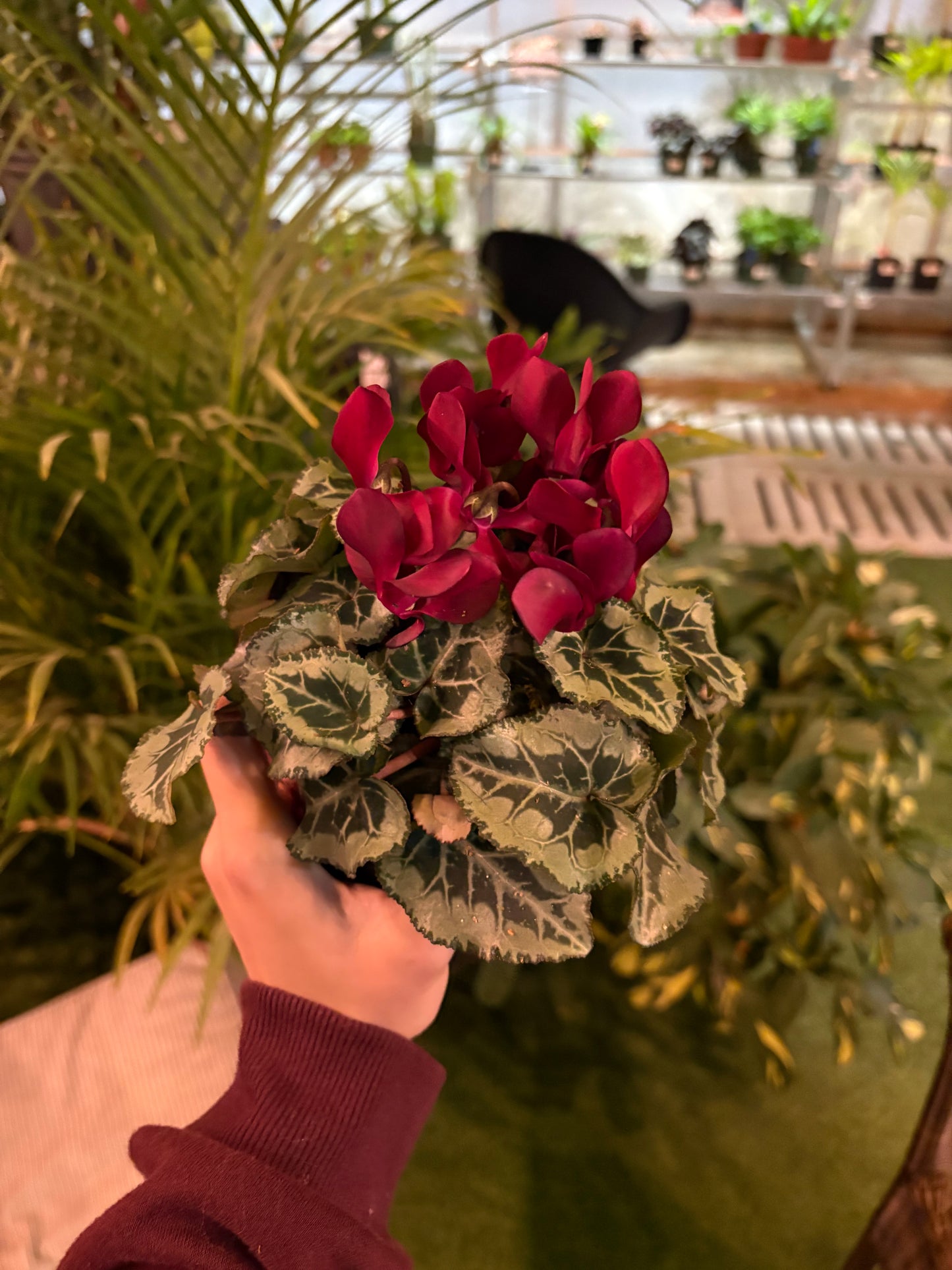 Person holding a potted purple Cyclamen plant with dark red flowers and green leaves in an outdoor setting.