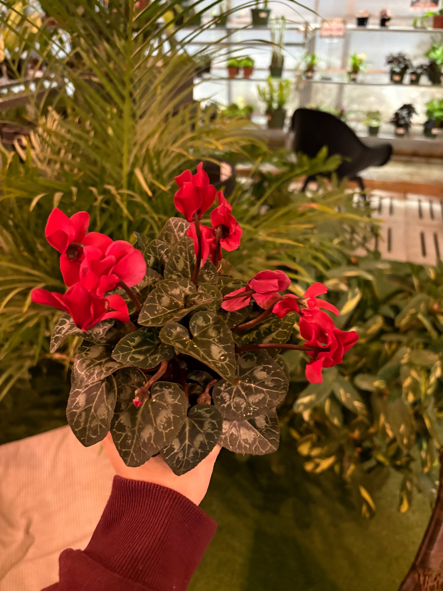 Person holding a potted Cyclamen plant with red flowers and green leaves in an indoor setting.