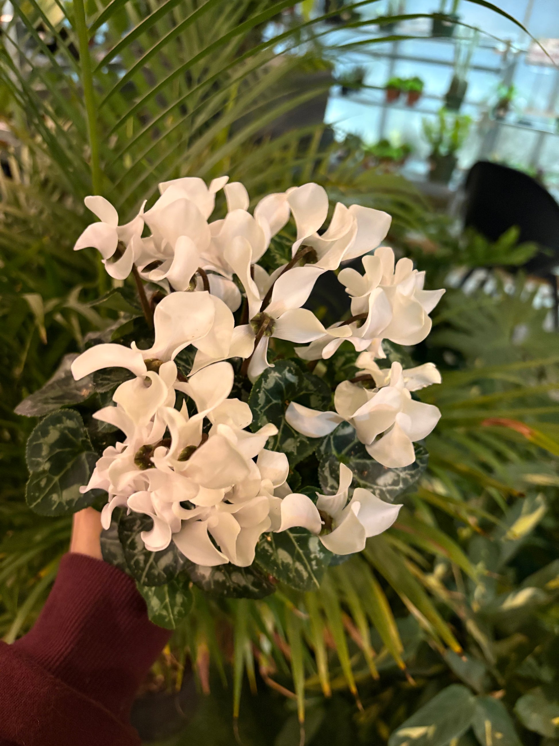 Close-up of a Cyclamen  plant with white flowers and green leaves