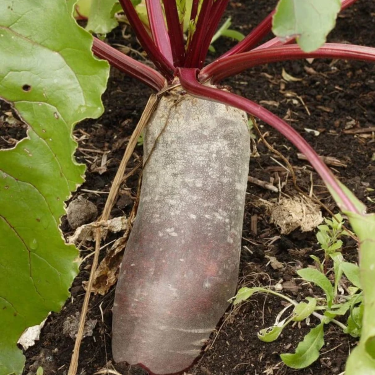 a close up of a cylinder beat with red stems with green leaves growing from the beat which is in the ground in an outdoor setting