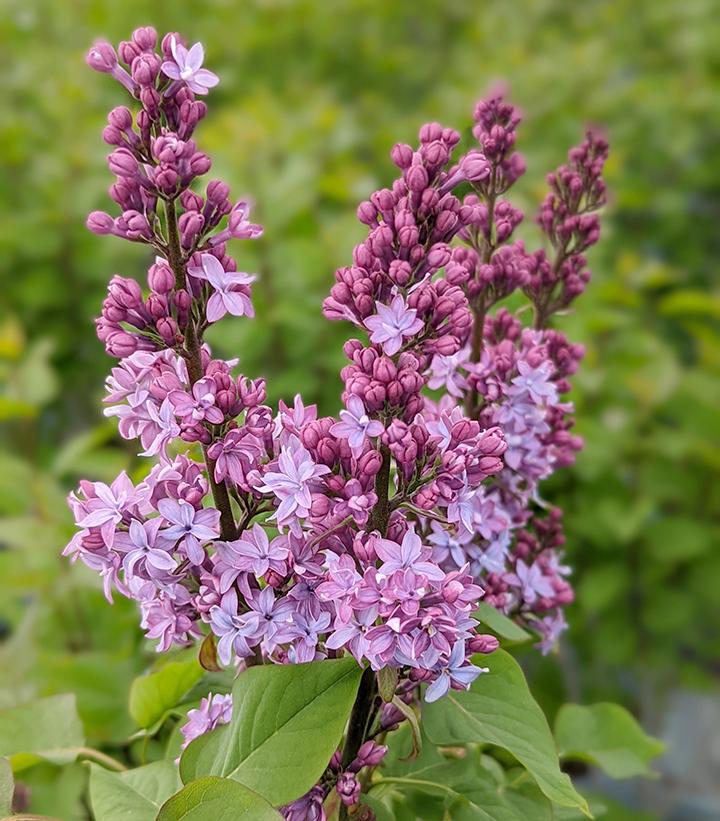 Virtual Violet® Lilac (FE)