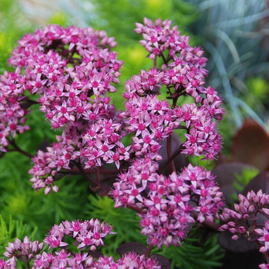 SunSparkler® Cherry Tart Stonecrop