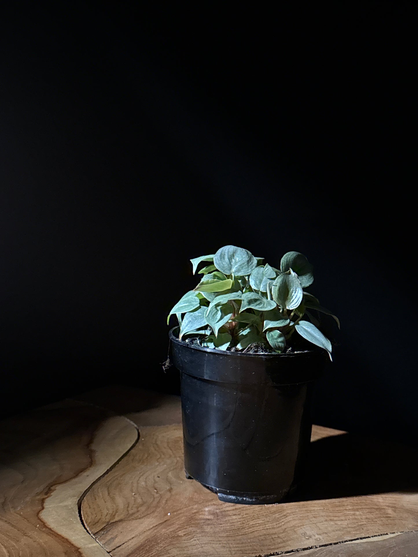 Philodendron sodiroi ‘Ornatum Giant Silver’
