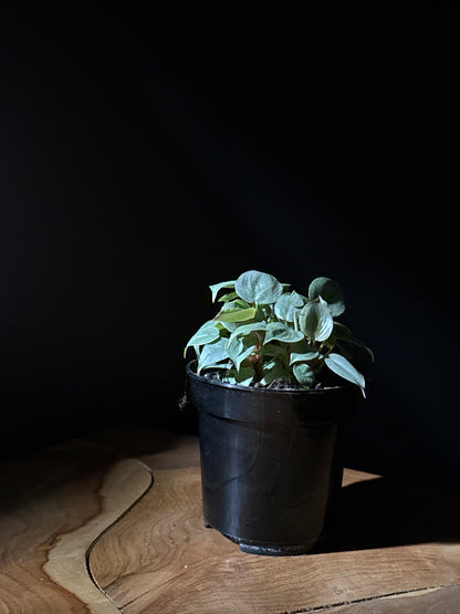 Philodendron sodiroi ‘Ornatum Giant Silver’