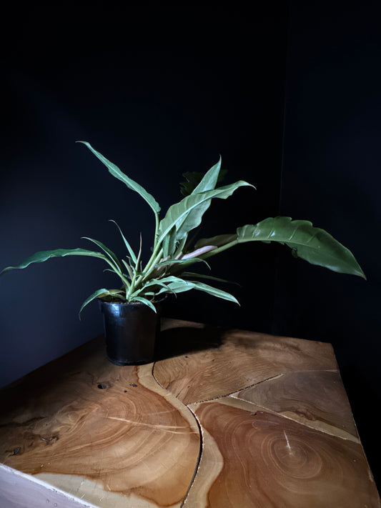 Philodendron ‘Narrow Tiger Tooth’ (Philodendron spp.