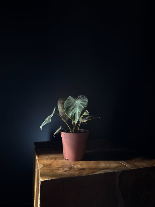 Philodendron verrucosum