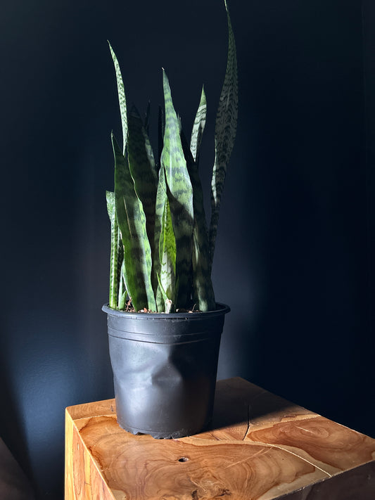 Sansevieria - Snake Plant