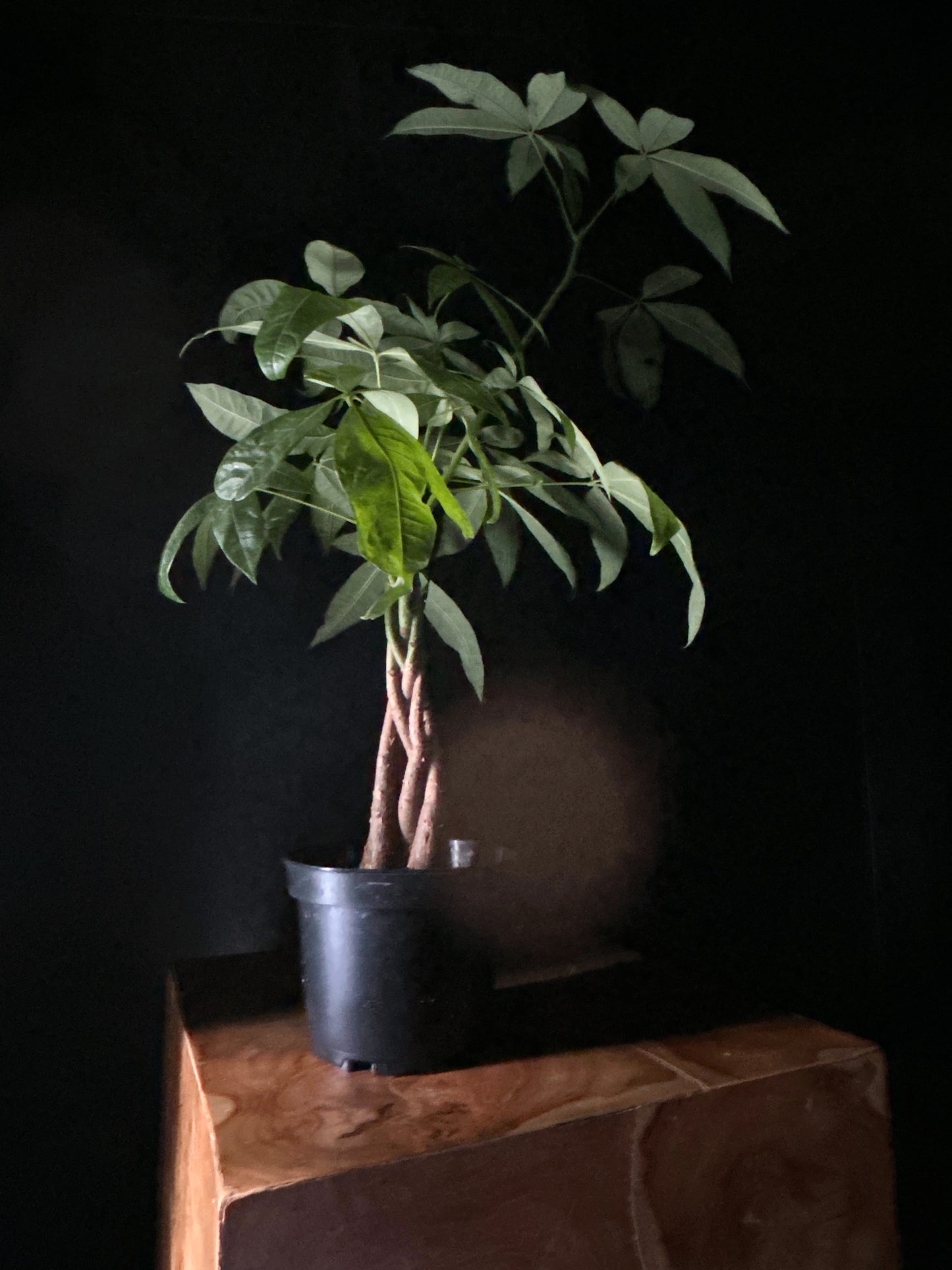 Money Tree/Braid (Pachira aquatica)