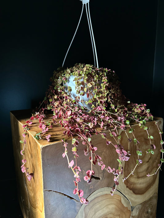 Pilea depressa 'Kiereweed'