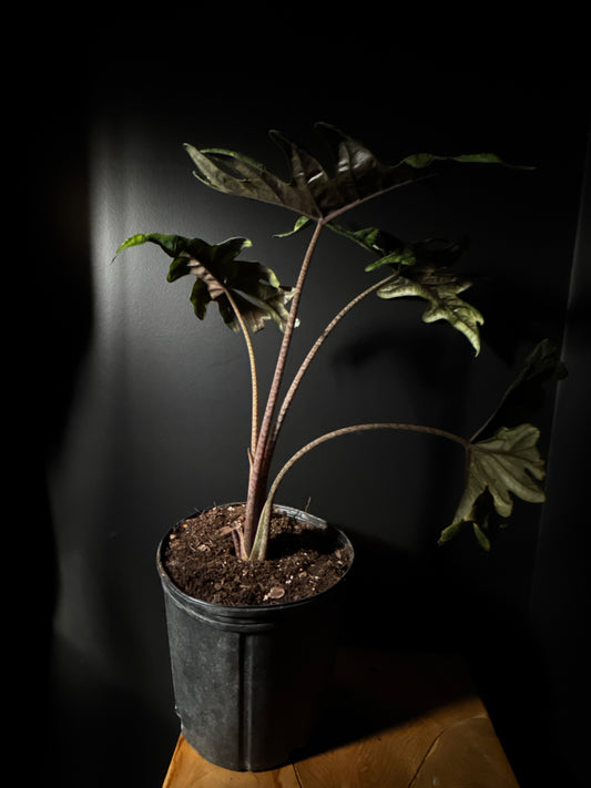 Alocasia ‘Jacklyn’ (Alocasia spp.)