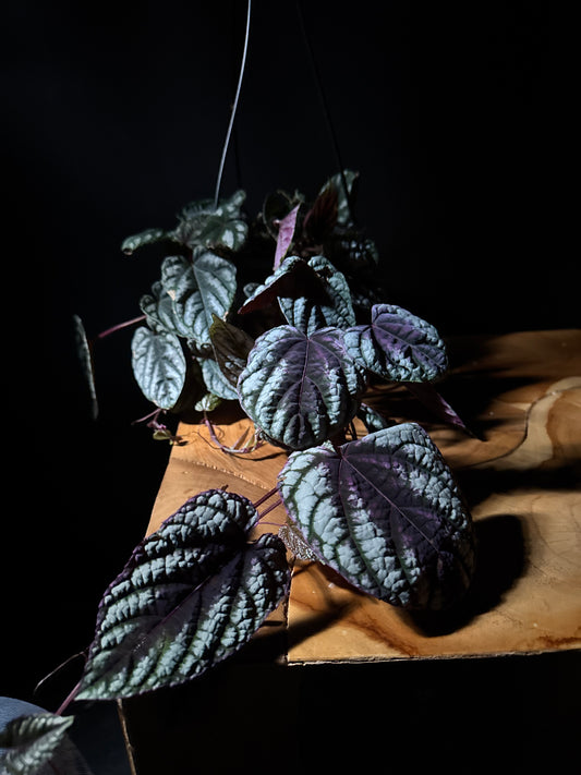 Cissus discolor (Cissus spp.)