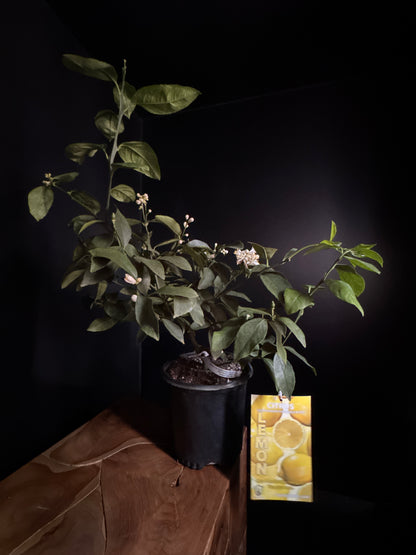 Meyer Lemon Standard (Citrus × meyeri)