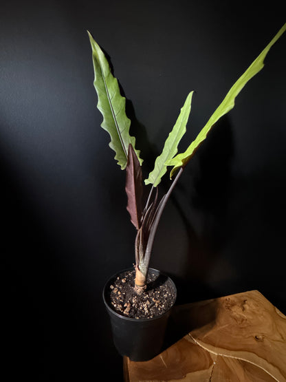 alocasia purple sword with long leaves with a purple back on a black background 
