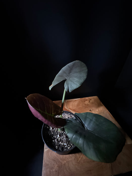 Alocasia Reginae