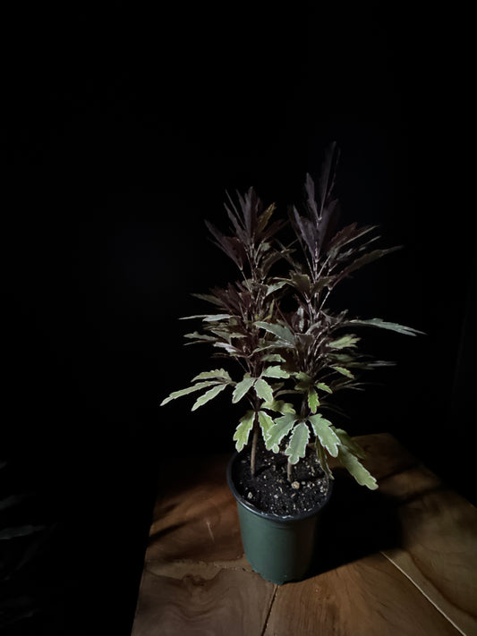 Aralia False Variegated