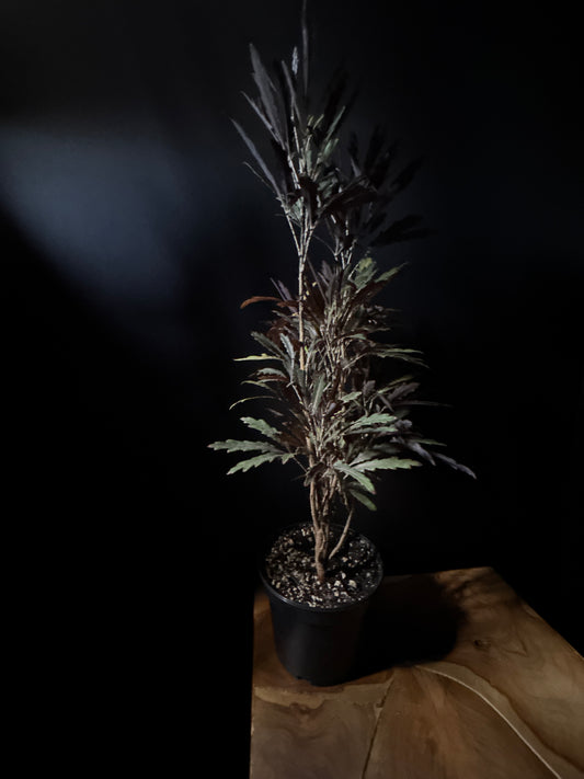Aralia Faux