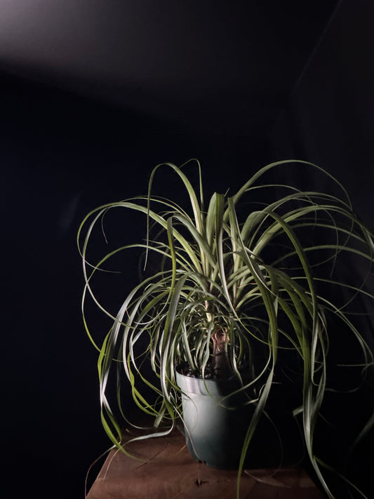 Ponytail Palm (Beaucarnea recurvata)