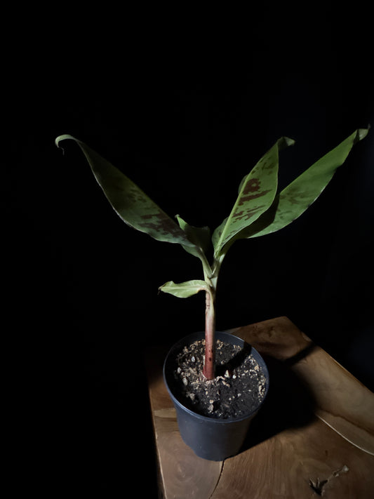 Banana Dwarf Cavendish