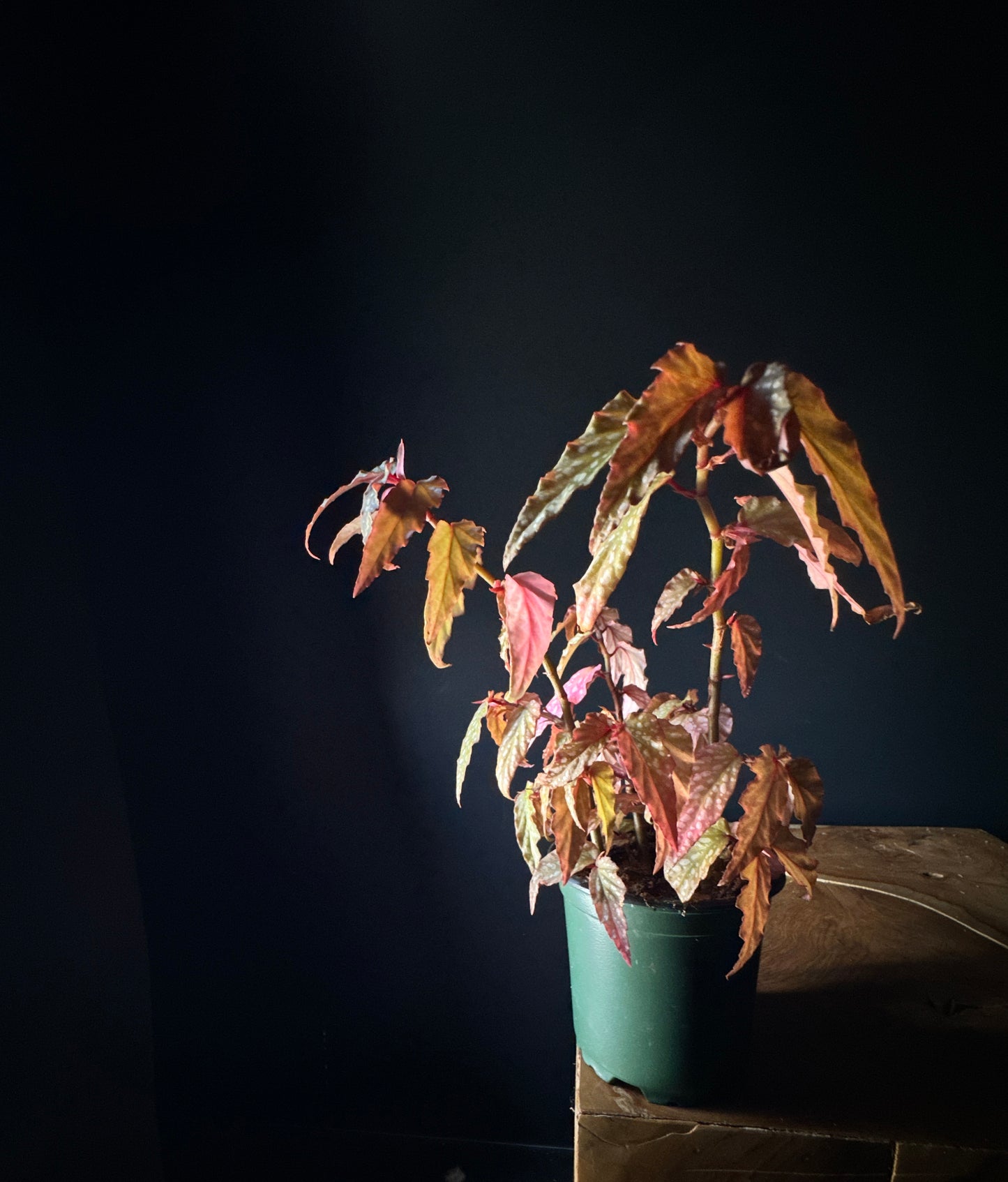 Begonia ‘Pink Angel Wing’ (Begonia coccinea)