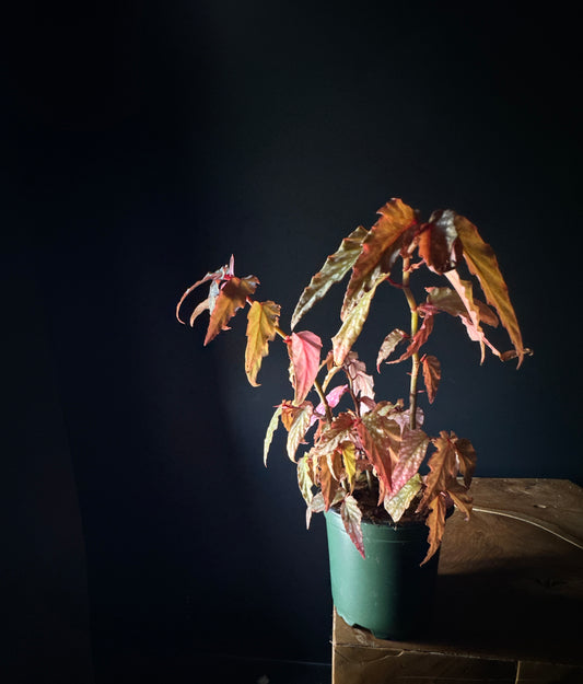 Begonia ‘Pink Angel Wing’ (Begonia coccinea)
