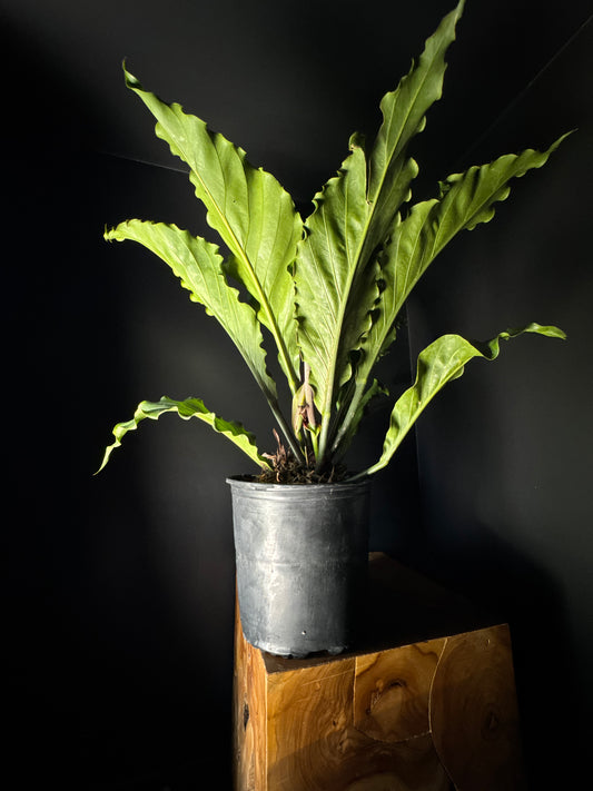 Anthurium Hookerii