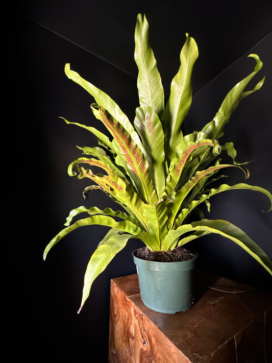 Bird's Nest Fern (Asplenium nidus)