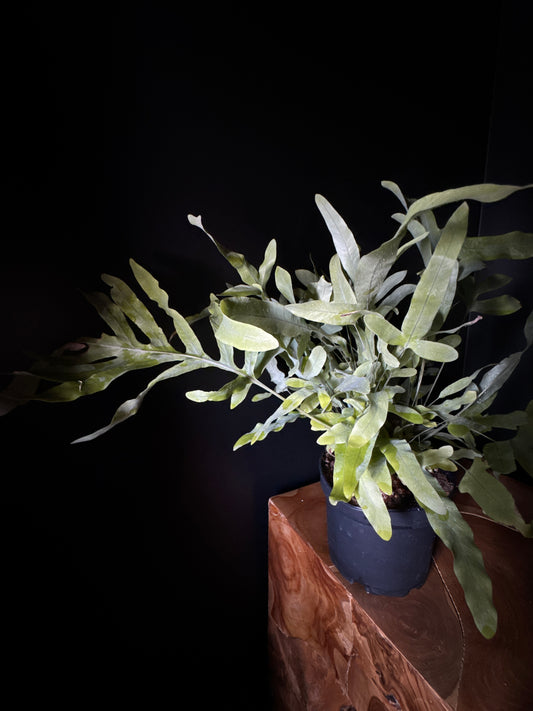 Blue Star Fern
