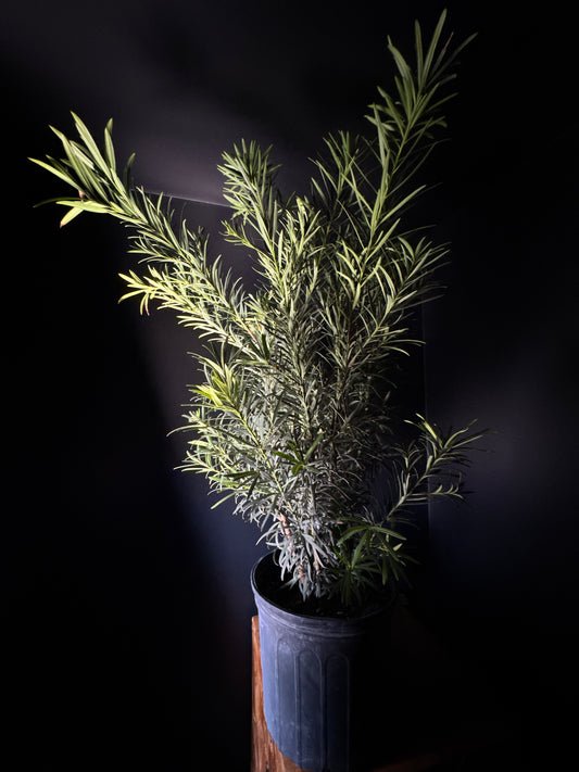 Buddhist Pine (Podocarpus macrophyllus ‘Maki’)