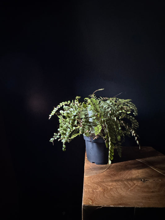 Button Fern