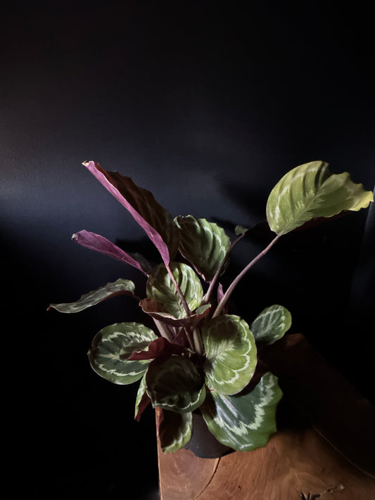 Calathea Medallion
