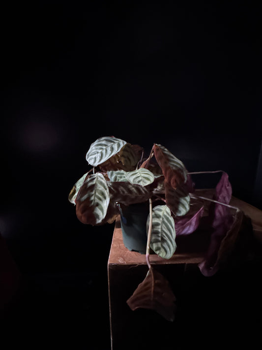 Calathea Burly Marx (Calathea burle-marxii)