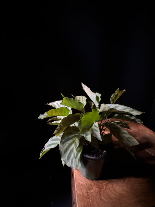 Calathea Freddie