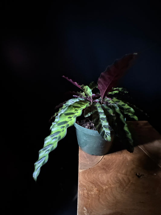 Calathea Lancifolia (Rattlesnake Plant)