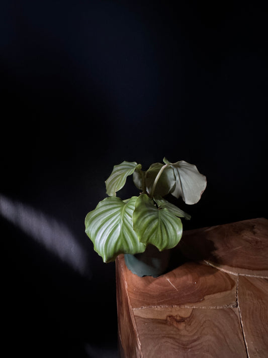 Calathea Orbifolia