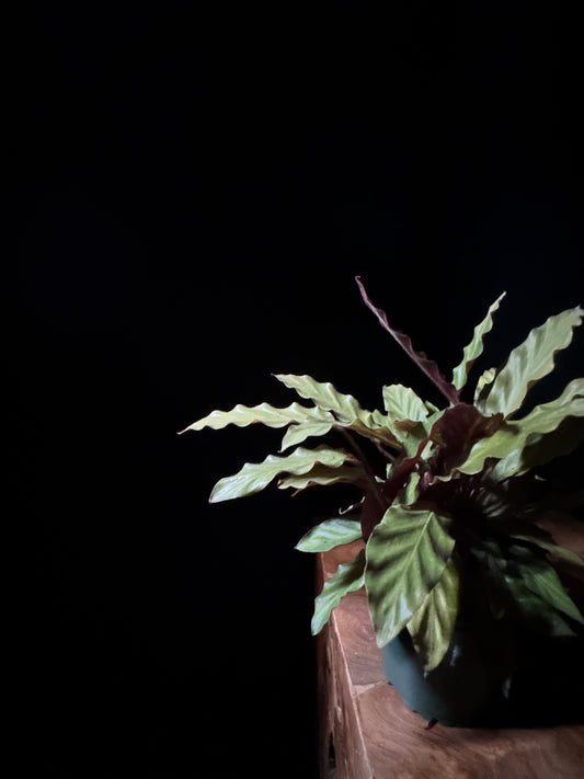 Calathea Rufibarba (Calathea rufibarba)