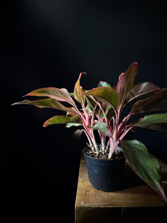 Chinese Evergreen 'Siam Red'