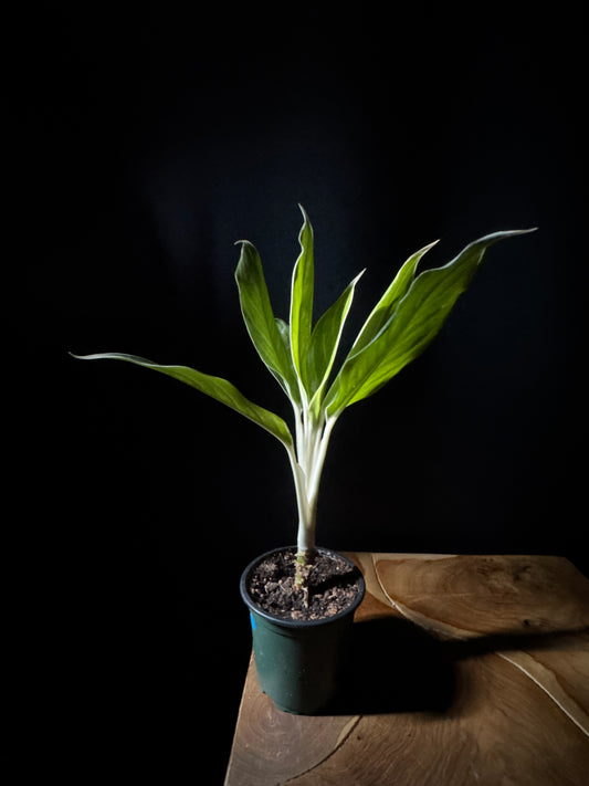 Chinese Evergreen 'White Snow' (Aglaonema 'White Snow')