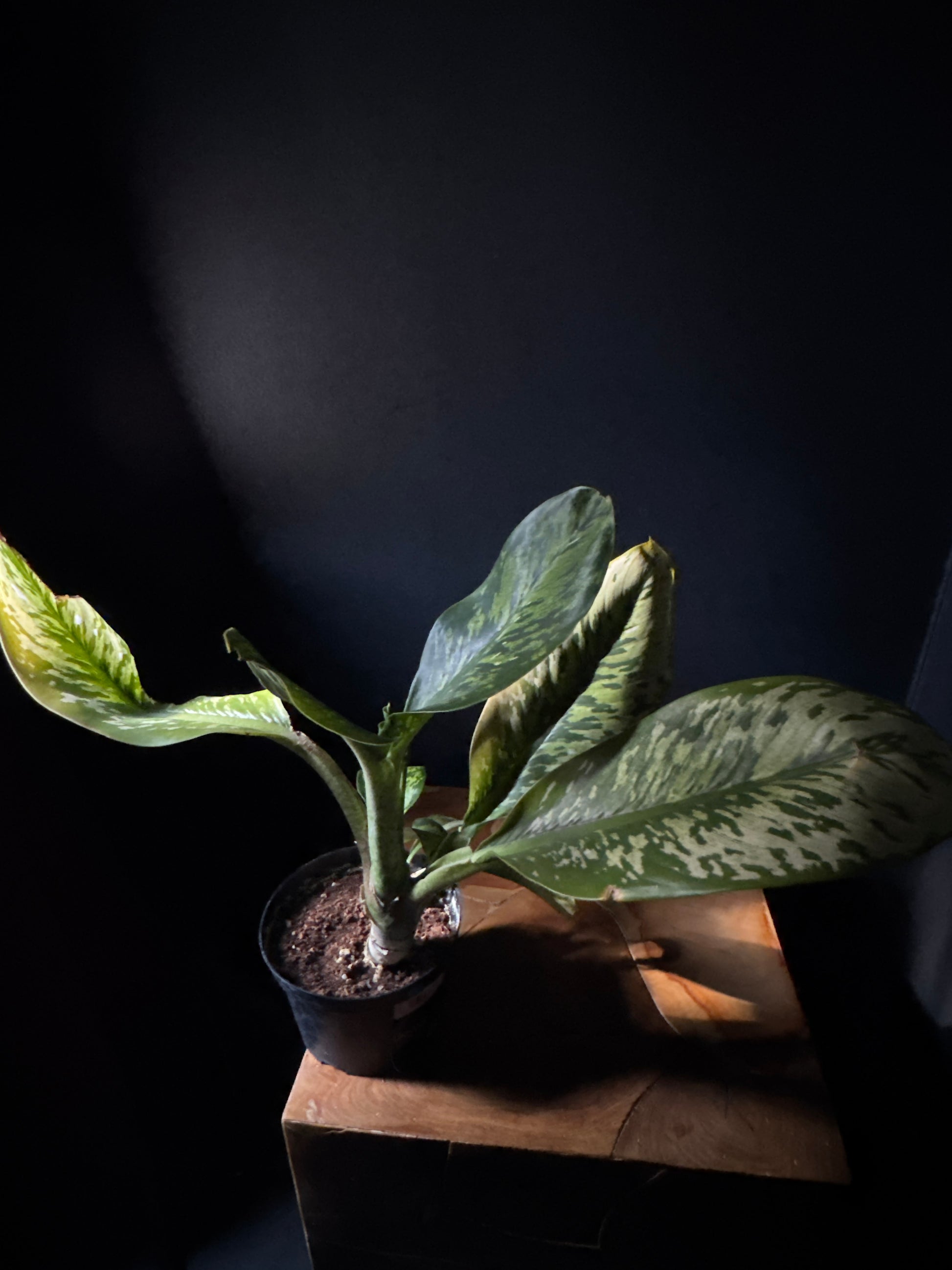 dieffenbachia sensation Dieffenbachia Crocodile – Urbane Eight Inc