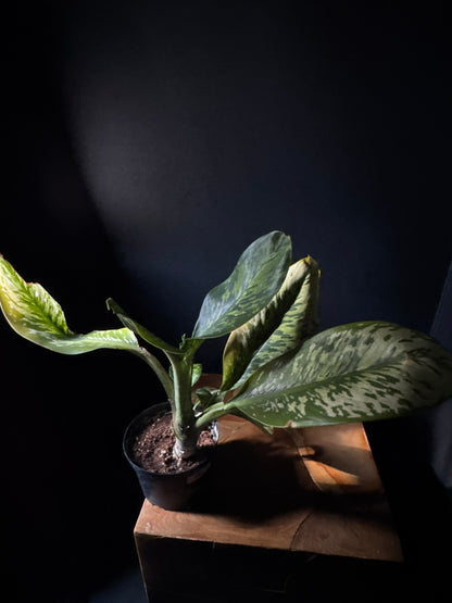 dieffenbachia zipper Dieffenbachia Crocodile – Urbane Eight Inc