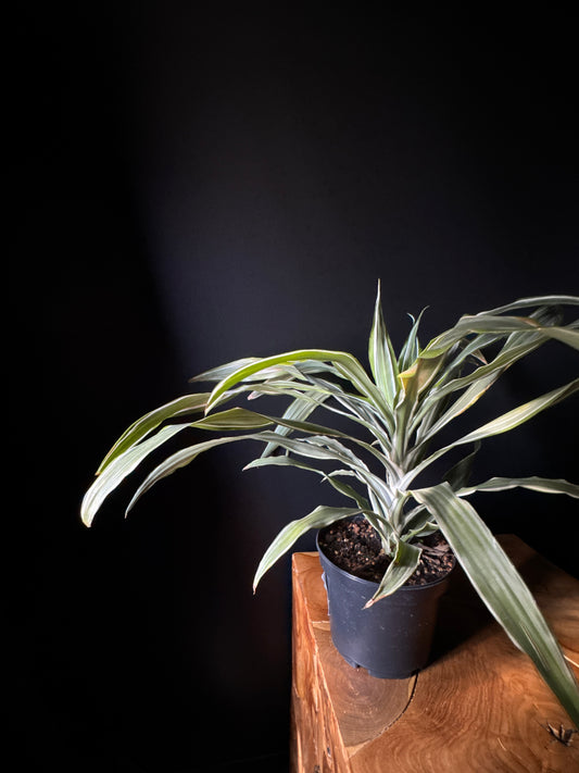Dracaena Warneckei