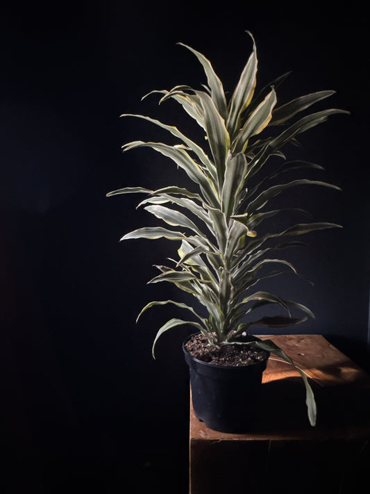 Dracaena Warneckii Lemon Lime Compacta