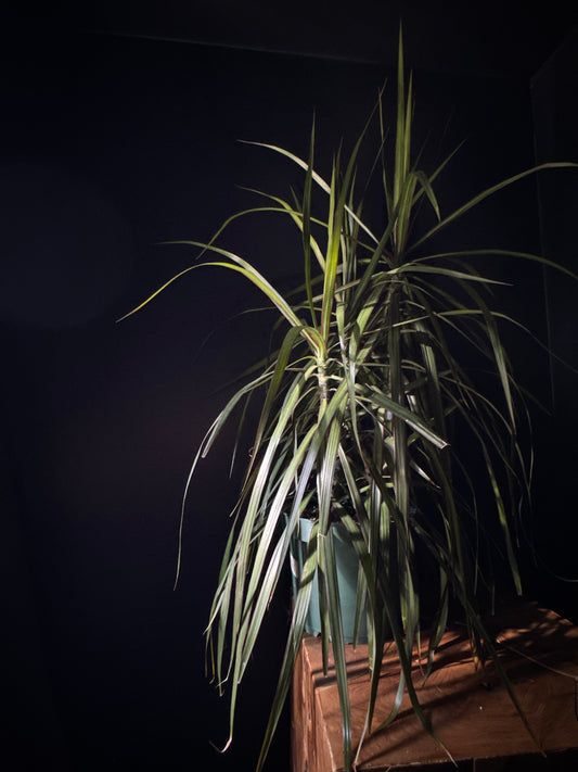 Dracaena 'Dragon Tree/Natural' (Dracaena marginata 'Natural')