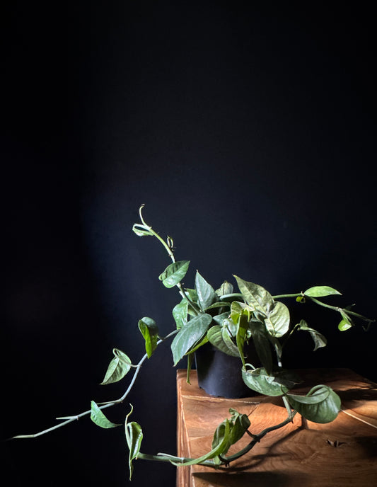 Epipremnum Albo (Variegated Pothos)