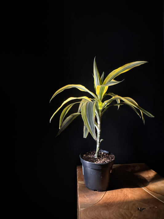 Dracaena Warneckei 'Lemon Lime'
