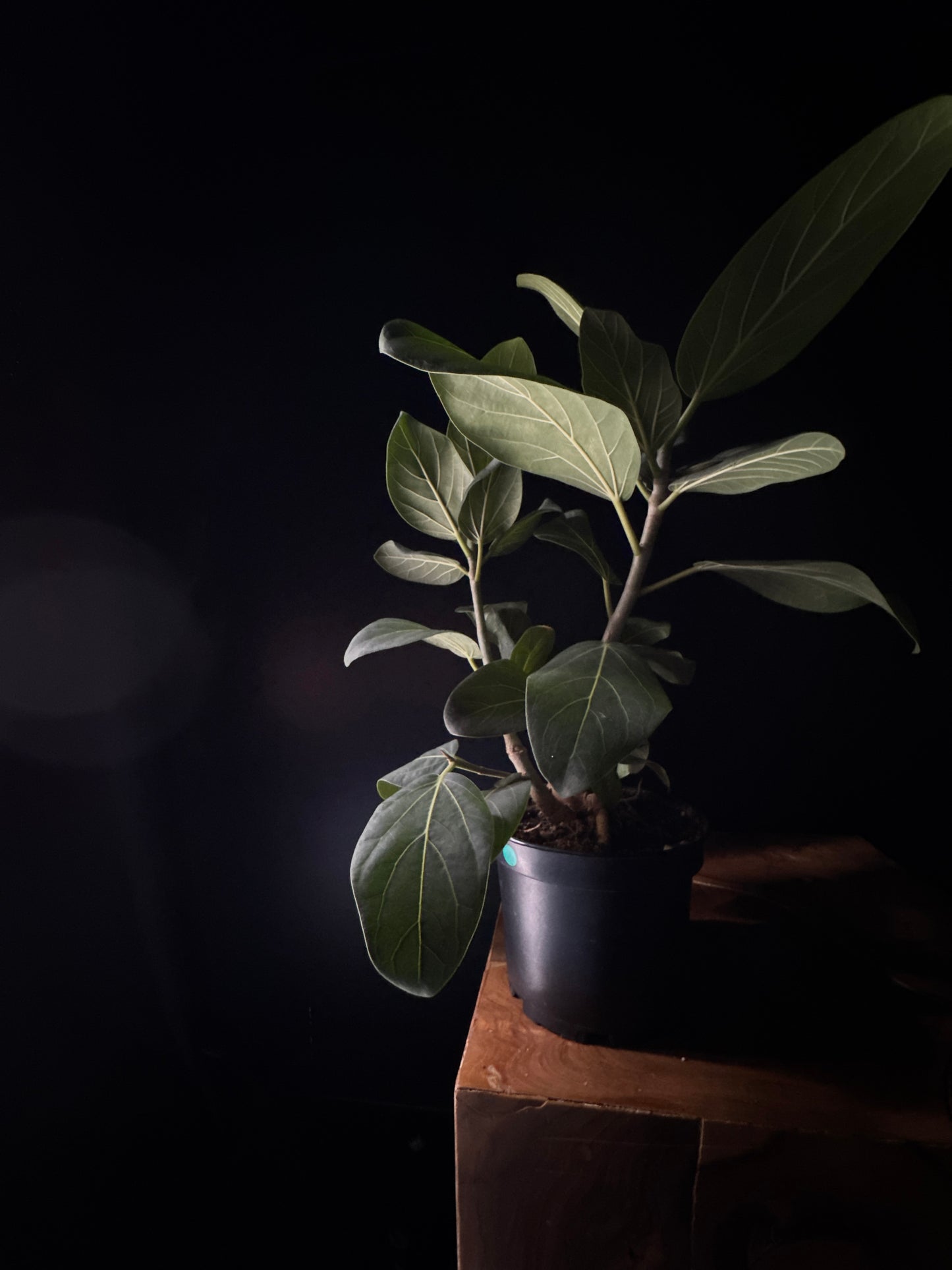 Ficus Audrey (Ficus benghalensis)